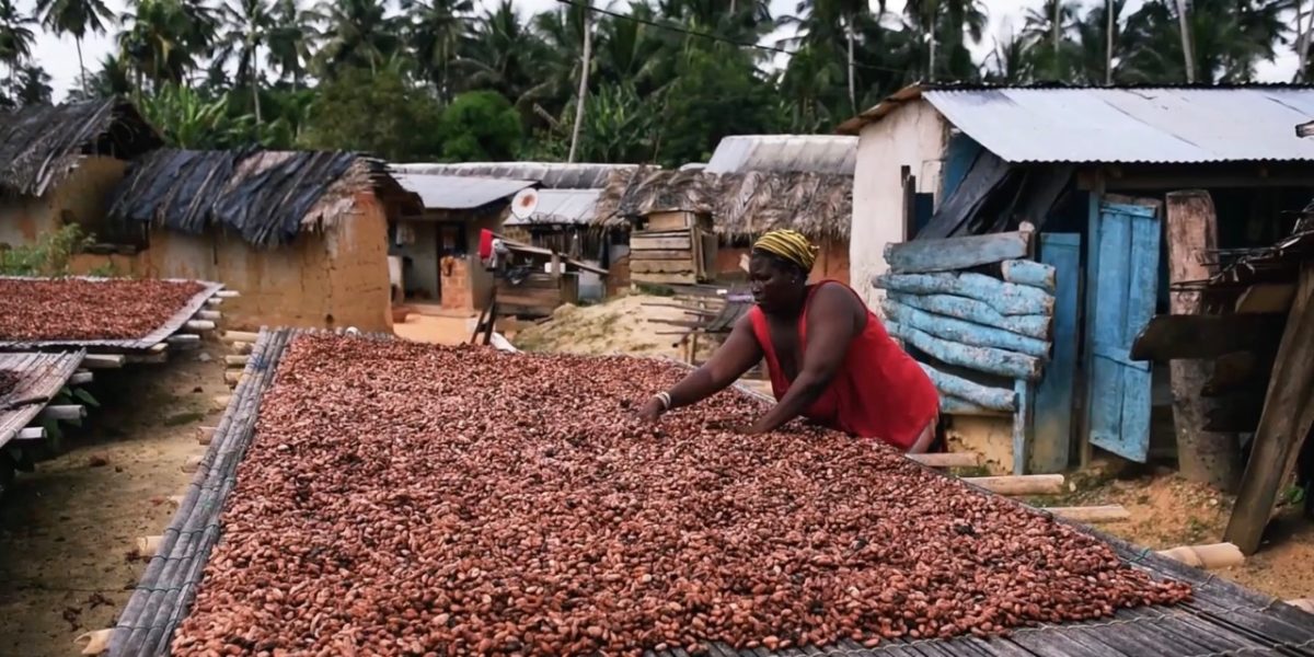 Woman in Ghana harvesting cocoa