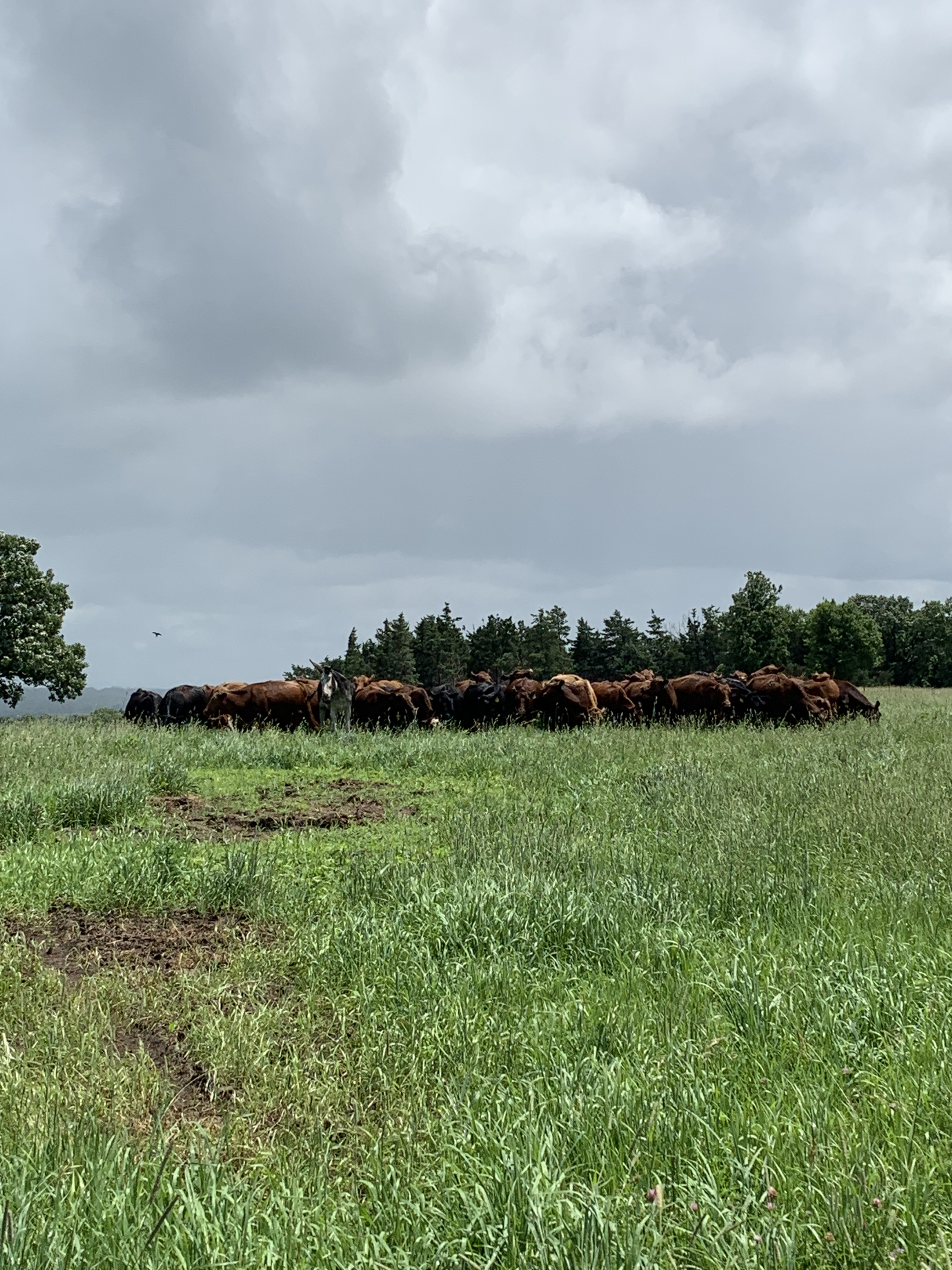 herd of cows gathered in a field