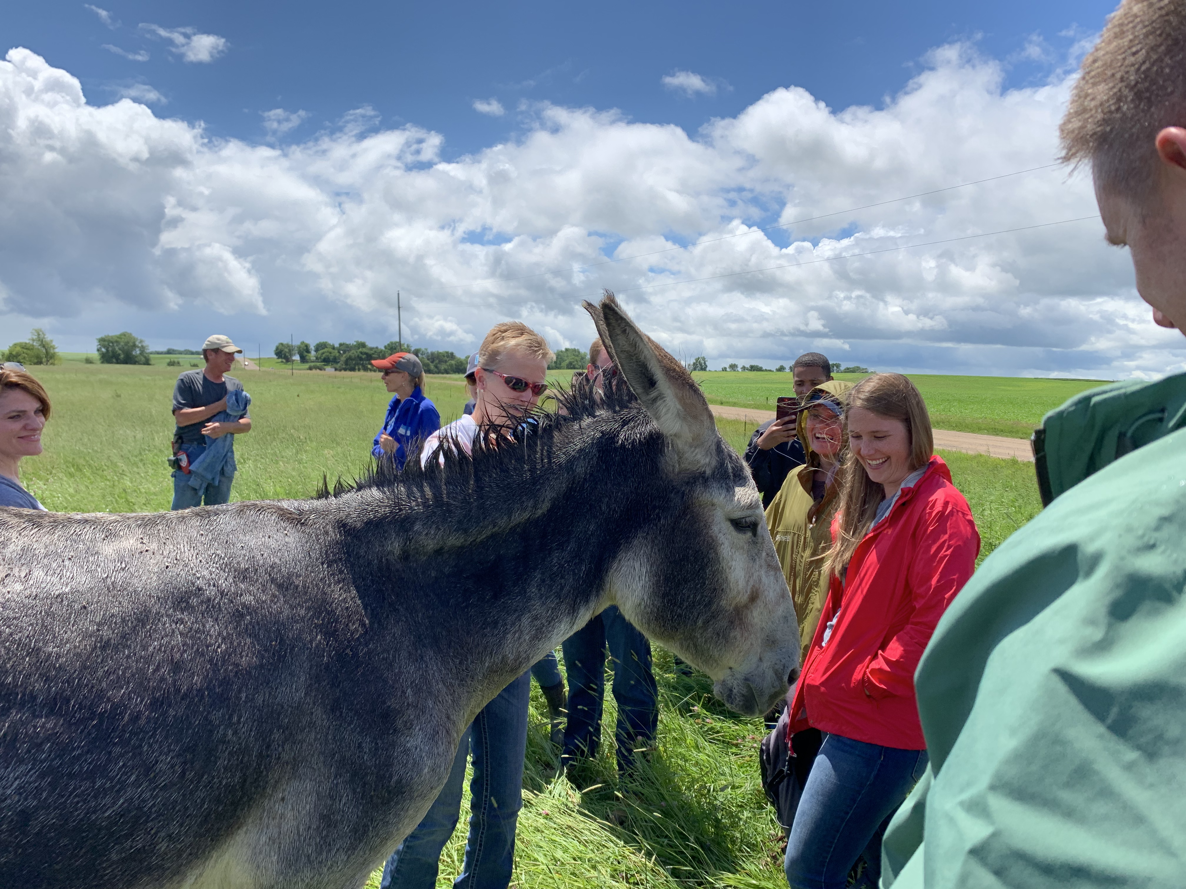 donkey approaching employees