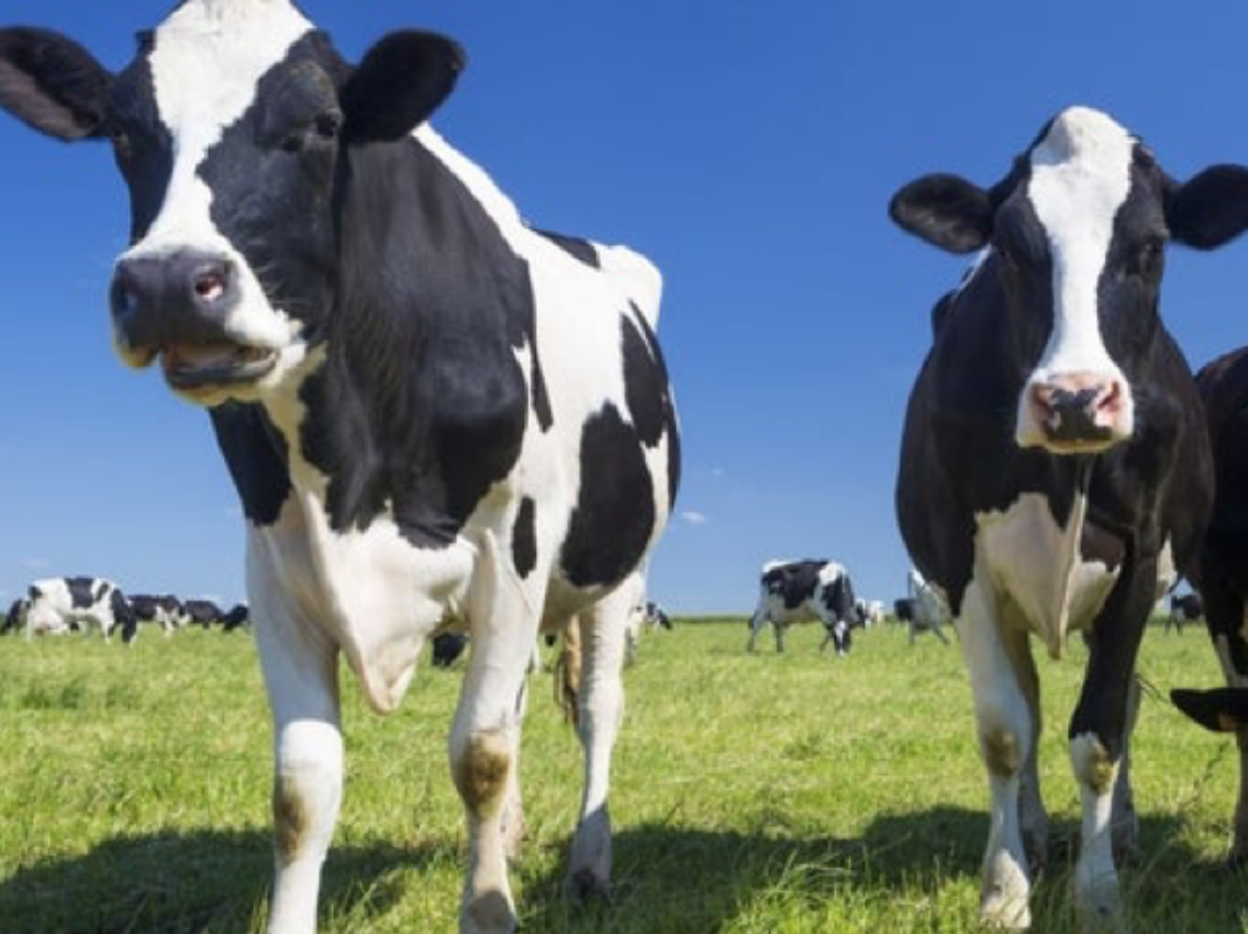 Mooving” ahead with sustainably sourced milk - General Mills