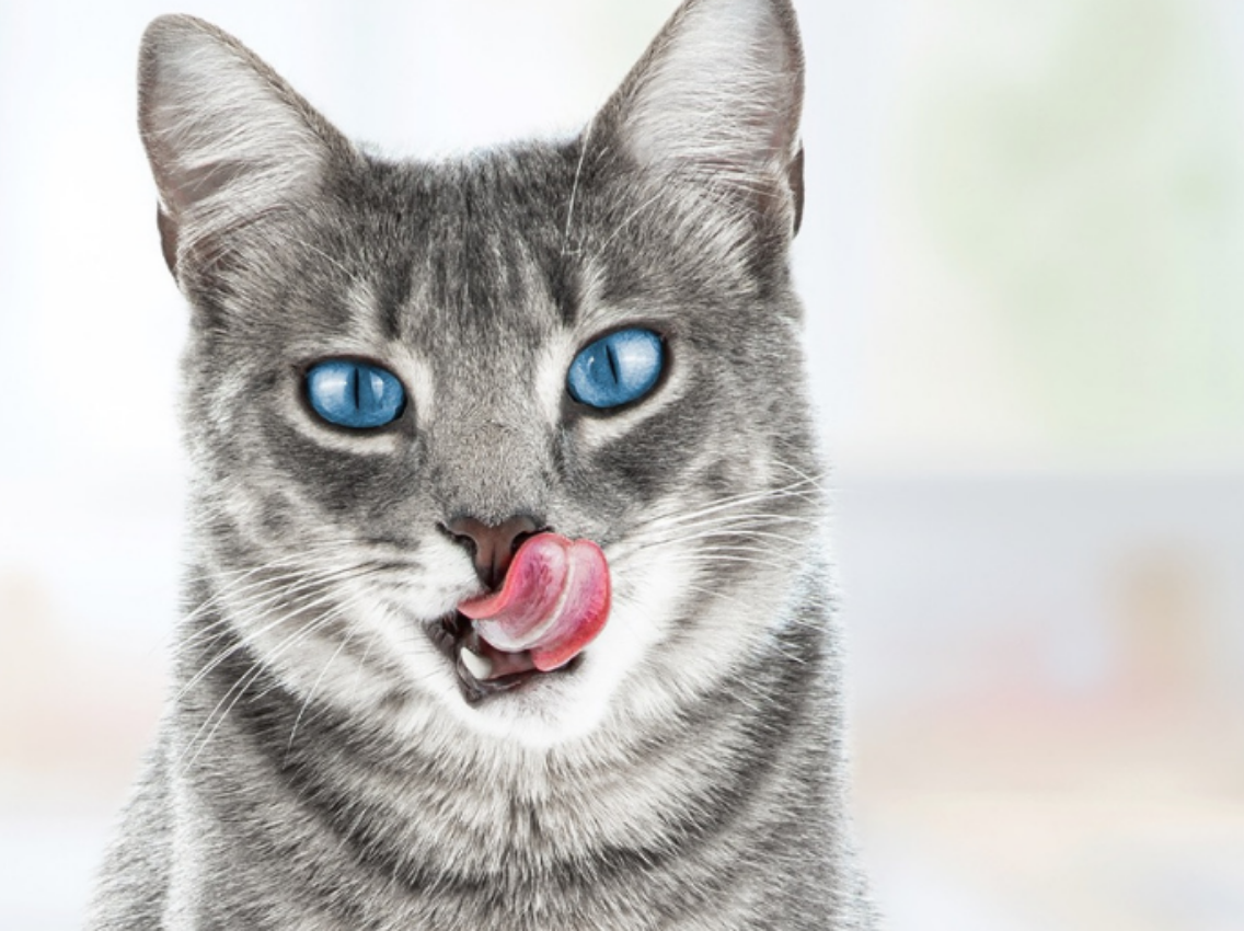 One taste is all it takes with new Blue Buffalo cat food - General Mills